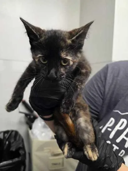 A baby small-sized female Domestic Short Hair cat named Noor for adoption in Sevierville, TN