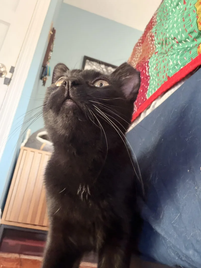 An adult medium-sized male Black Domestic Short Hair cat named Catticus for adoption in Lemoyne, PA