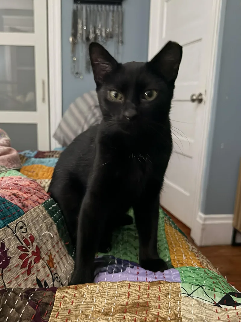 Catticus thumbnail 3