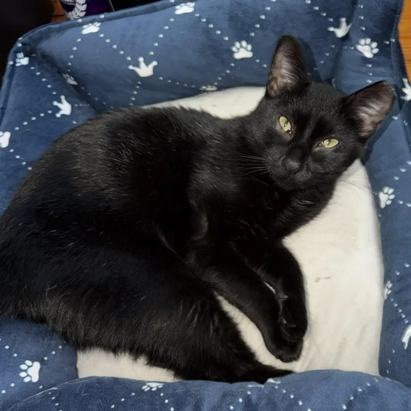Catticus thumbnail 4