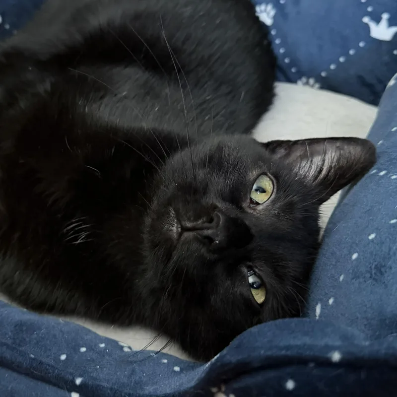 Catticus thumbnail 5