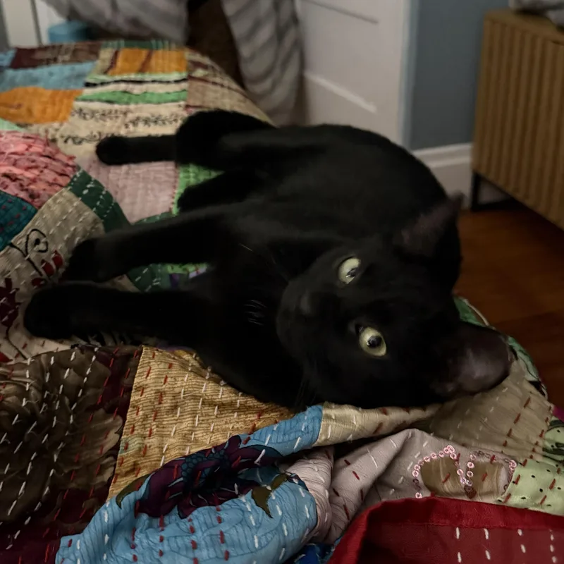 Catticus thumbnail 6