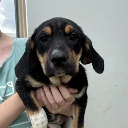 A baby small-sized female Mixed Breed dog named Gertrude for adoption in West Chester, PA