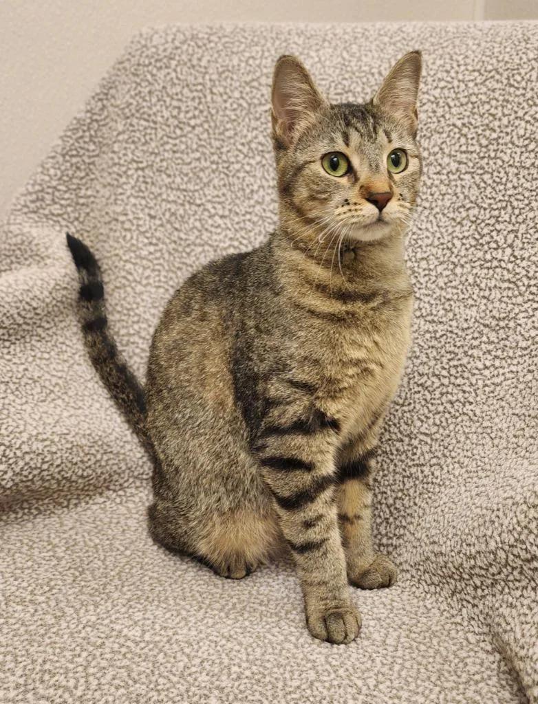 A young medium-sized female Domestic Short Hair cat named Azalea for adoption in Superior, WI