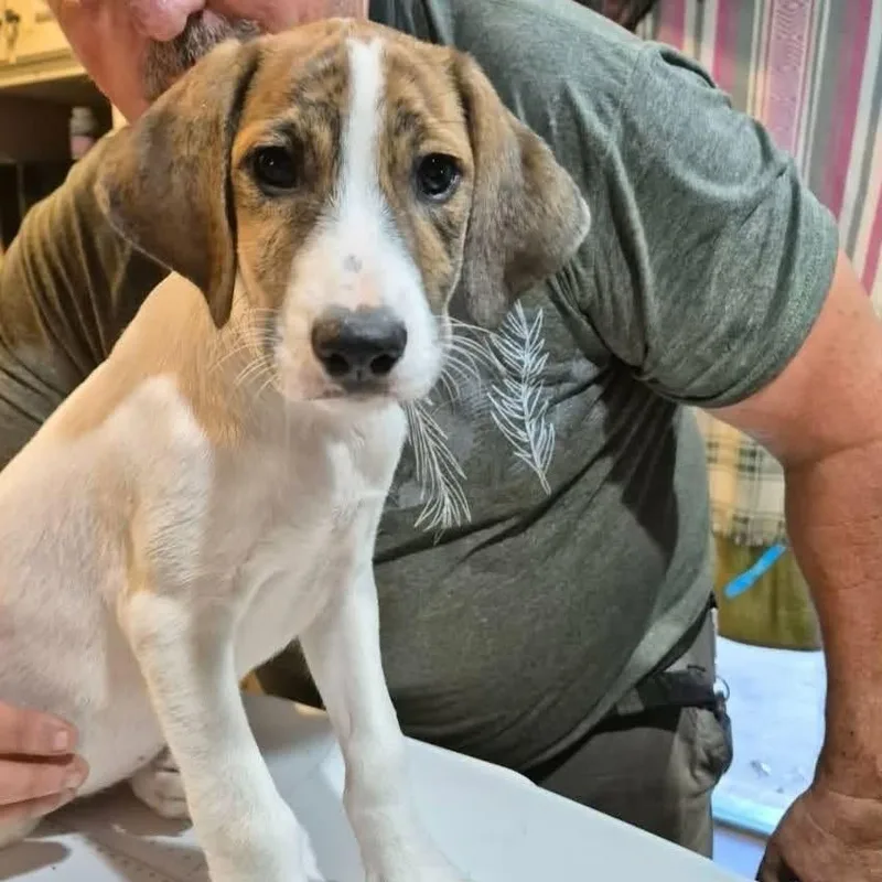 A baby medium-sized male White / Cream Hound dog named Patrick for adoption in Alexandria, VA