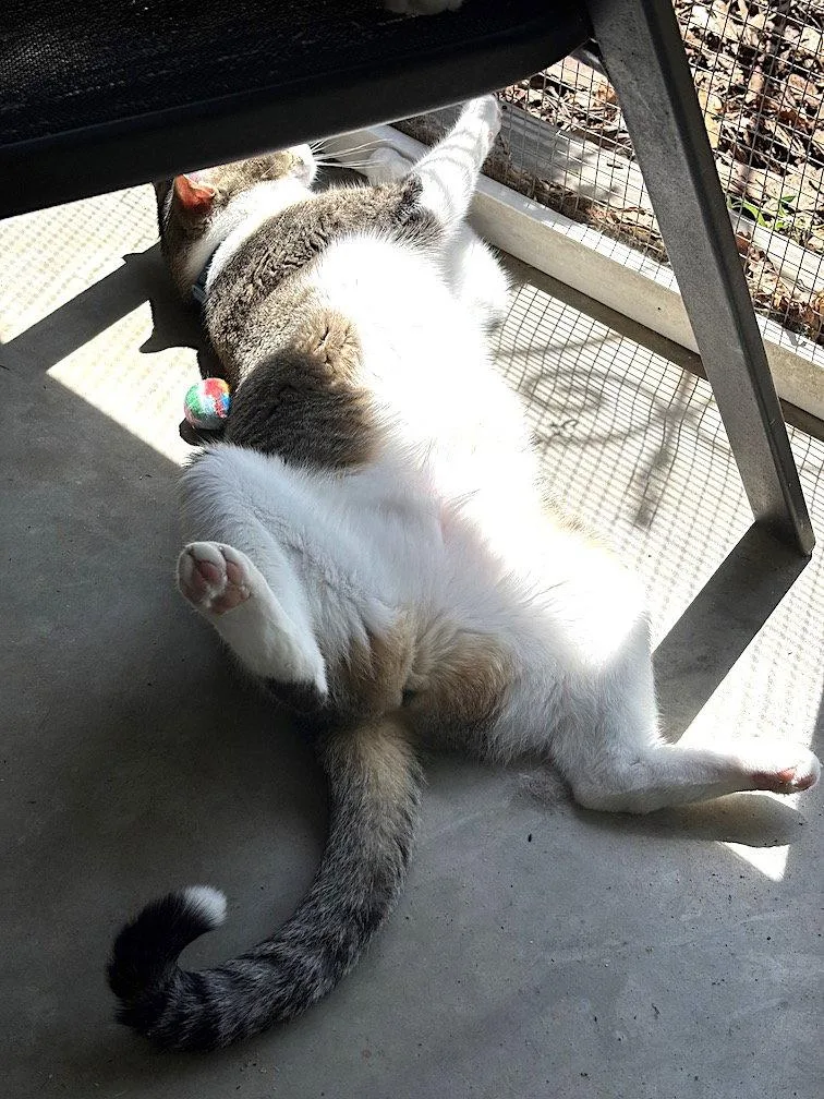 An adult large-sized female Gray & White Domestic Short Hair cat named Velvet for adoption in Albemarle, NC