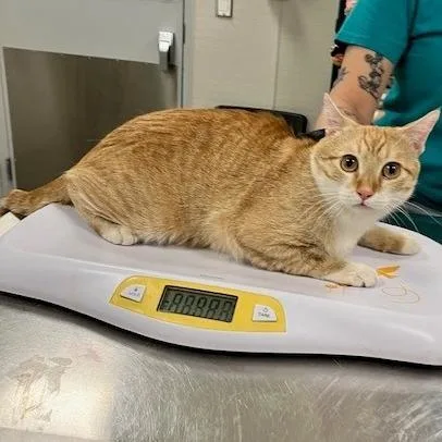An adult medium-sized male Orange / Red Domestic Short Hair cat named Cheese for adoption in Las Cruces, NM