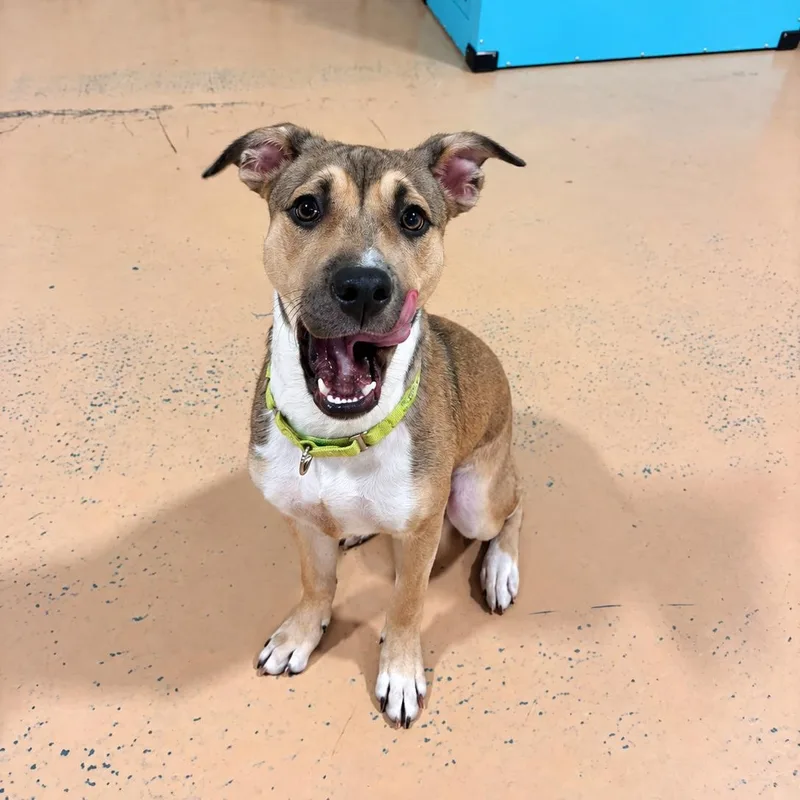 A baby medium-sized female Pit Bull Terrier dog named Sarah for adoption in Pembroke, MA