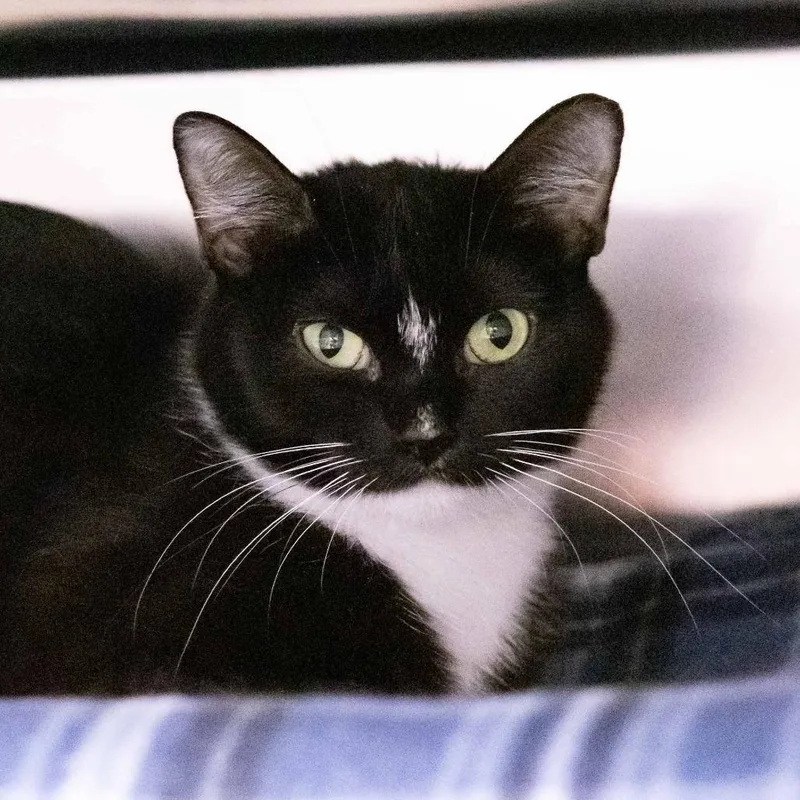 An adult medium-sized female Black Domestic Short Hair cat named Bella for adoption in Mentor, OH