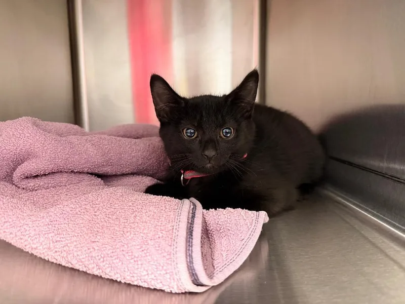 A baby medium-sized male Domestic Short Hair cat named Scared Crow for adoption in Raleigh, NC