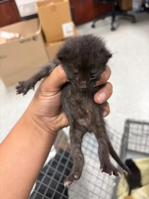 A baby small-sized female Domestic Short Hair cat named A for adoption in Pasadena, TX