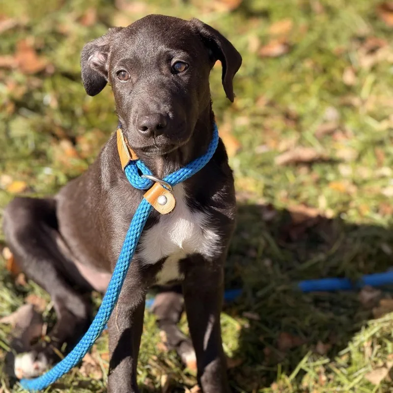 A baby medium-sized male Black Labrador Retriever dog named Sean for adoption in Sparta, NJ