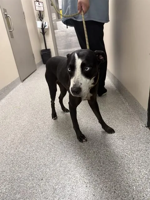 An adult medium-sized female Pointer dog named Mona Lisa for adoption in Pasadena, TX