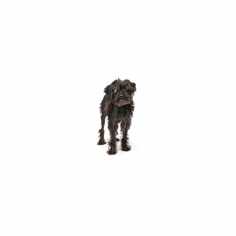 An adult small-sized male Black Mixed Breed dog named Pookie for adoption in Playa Vista, CA