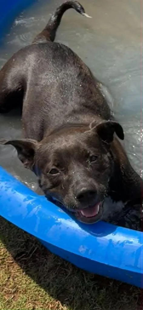 A baby small-sized female Labrador Retriever dog named Cayenne for adoption in East Ridge, TN