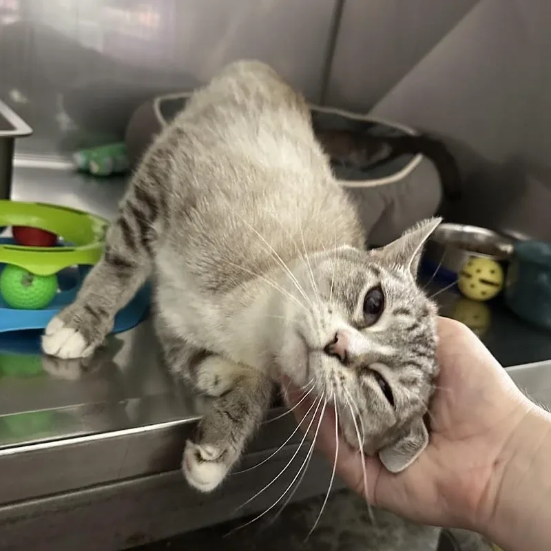 A young medium-sized female Gray & White Domestic Short Hair cat named Dandelion for adoption in Grand Rapids, MI