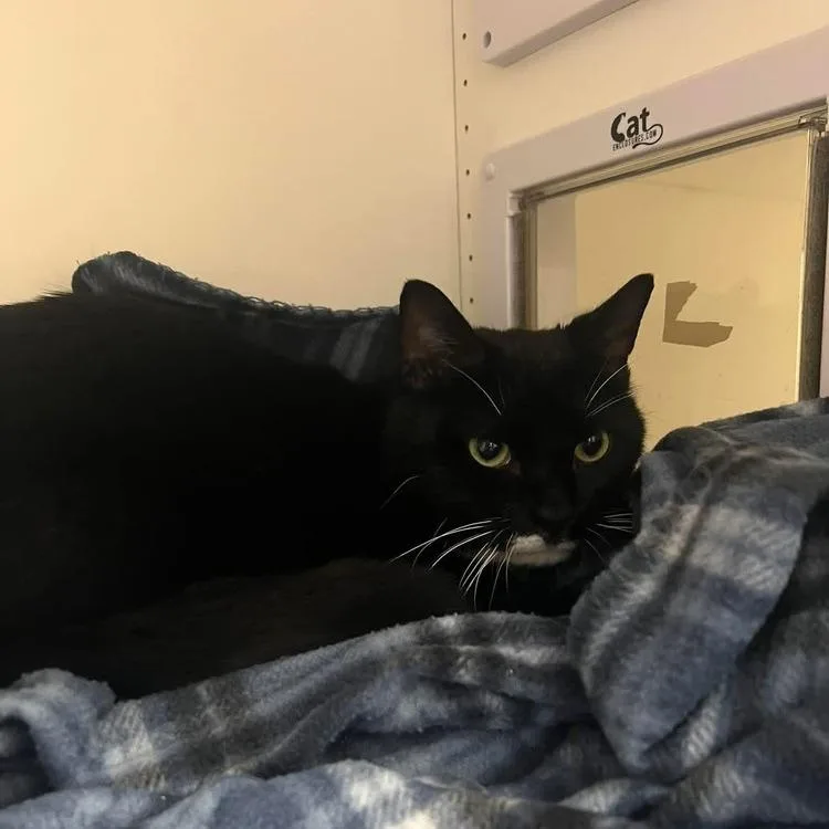 An adult small-sized male Black Domestic Short Hair cat named Mr. Mittens for adoption in Long Island City, NY