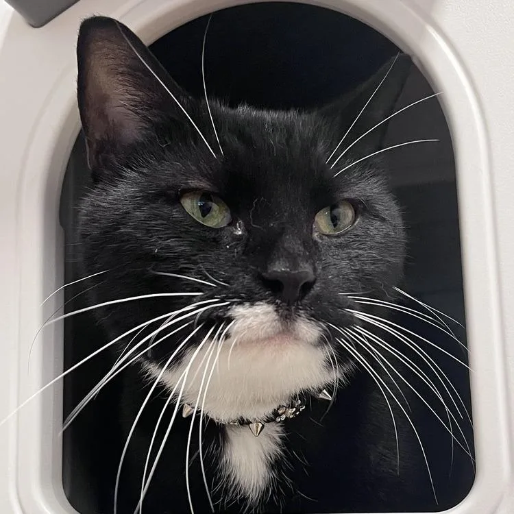 Mr. Mittens thumbnail 3