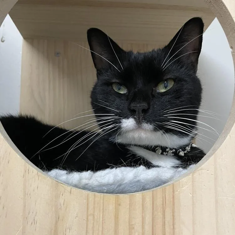 Mr. Mittens thumbnail 4