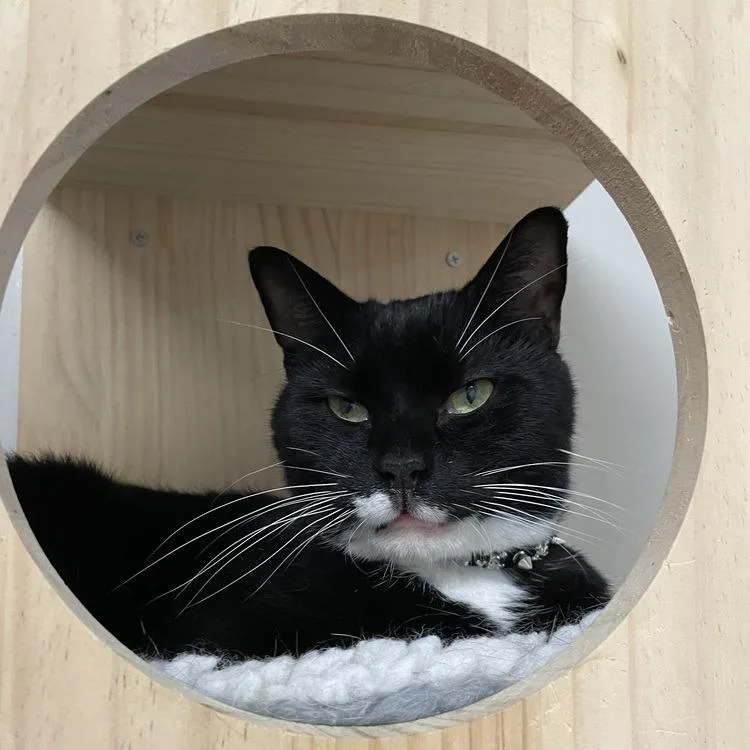 Mr. Mittens thumbnail 5