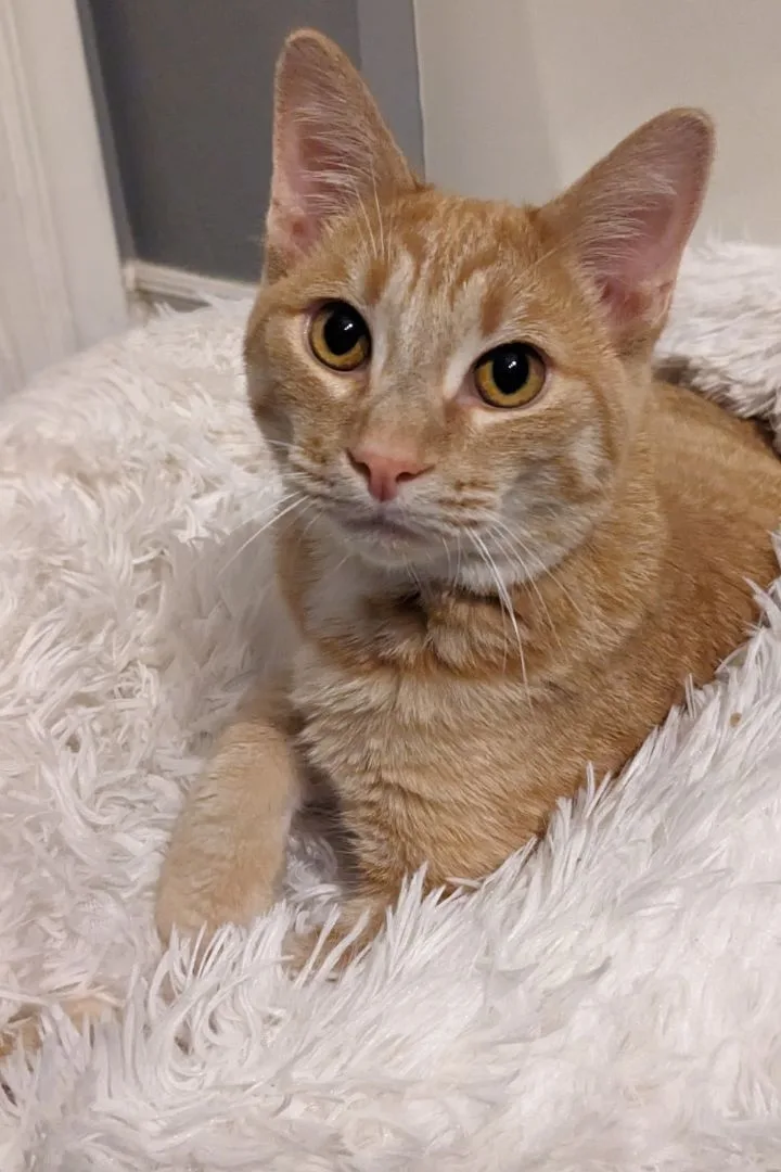 Millie + Orville thumbnail 3