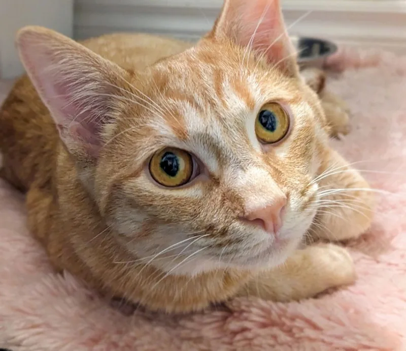 Millie + Orville thumbnail 4