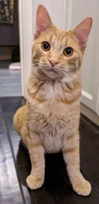 Millie + Orville thumbnail 6