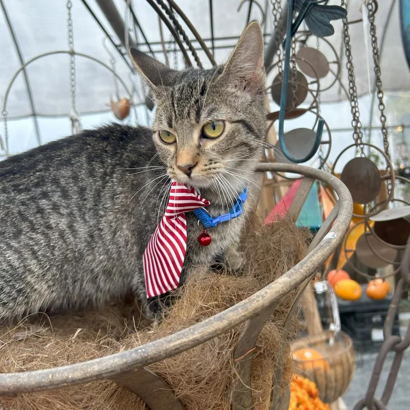 Dear John thumbnail 4