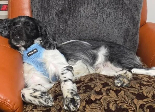 A young medium-sized male Cocker Spaniel dog named Leo for adoption in Westminster, MD