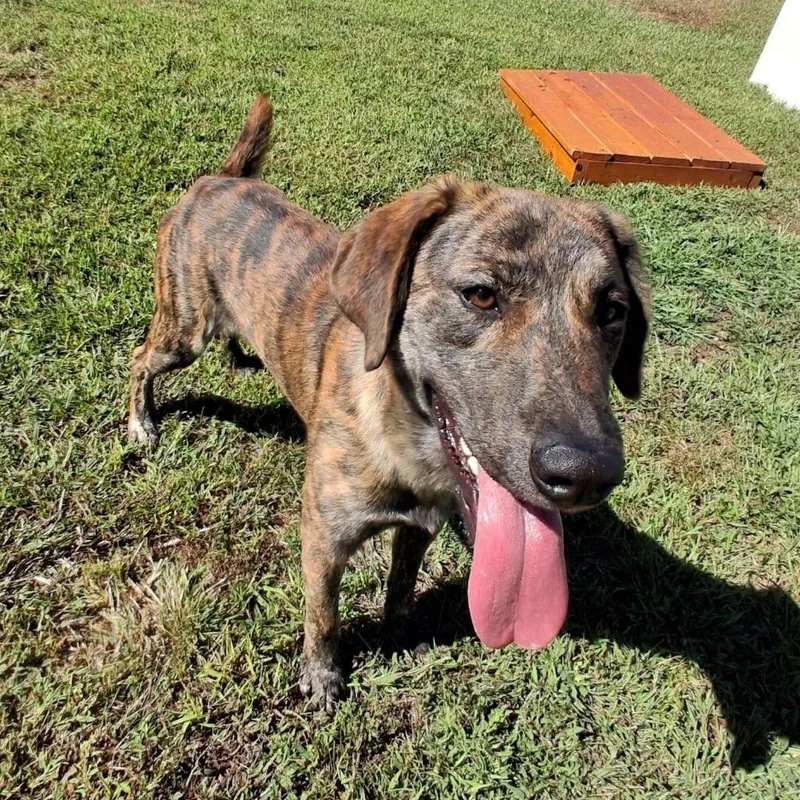 A baby large-sized male Plott Hound dog named Saxaphone for adoption in Blountville, TN