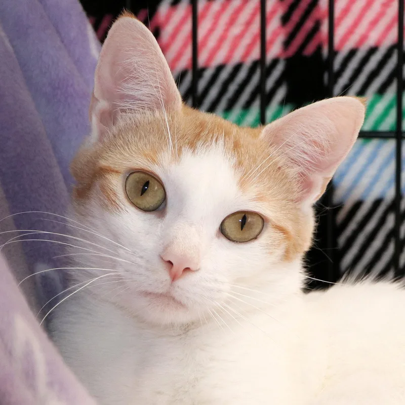 An adult medium-sized female Orange & White Domestic Short Hair cat named Citrus for adoption in Cincinnati, OH