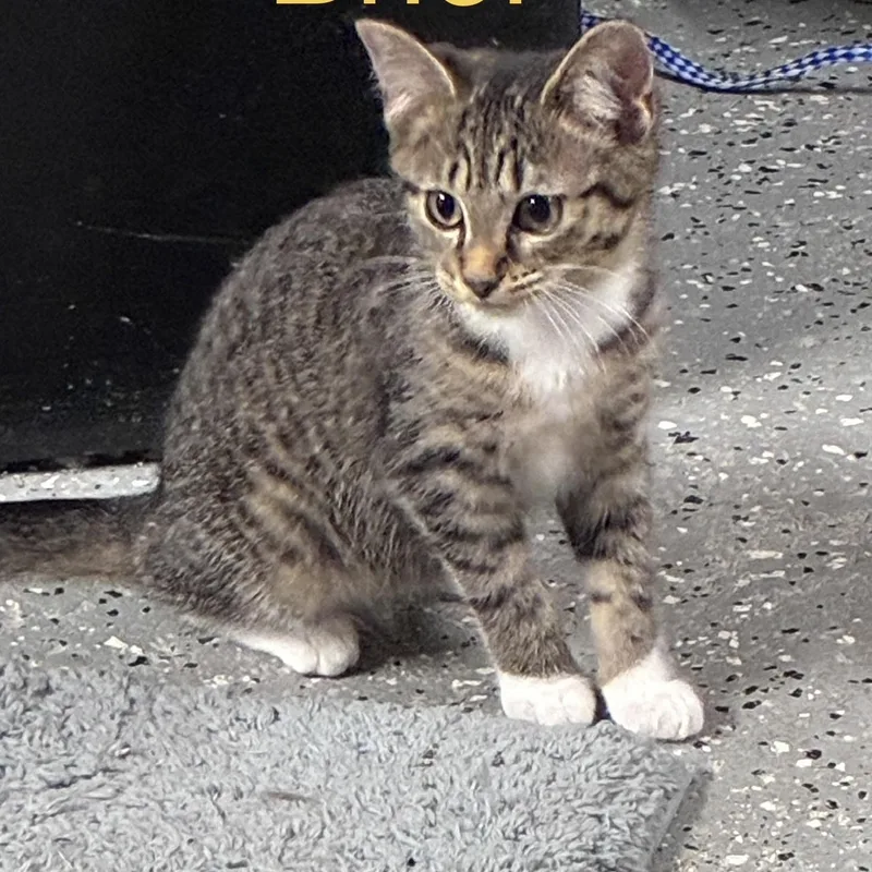 A baby small-sized female Black & White / Tuxedo Domestic Short Hair cat named Henri for adoption in Pittsburgh, PA