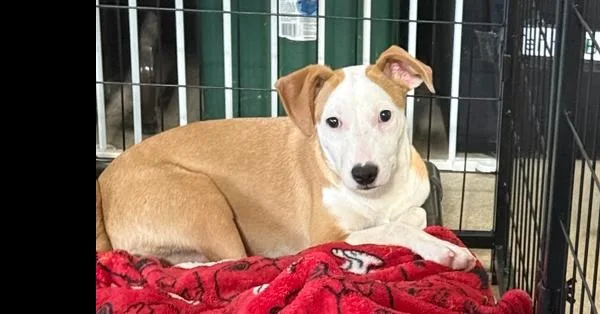 A baby medium-sized female Mixed Breed dog named Daisy for adoption in Papillion, NE