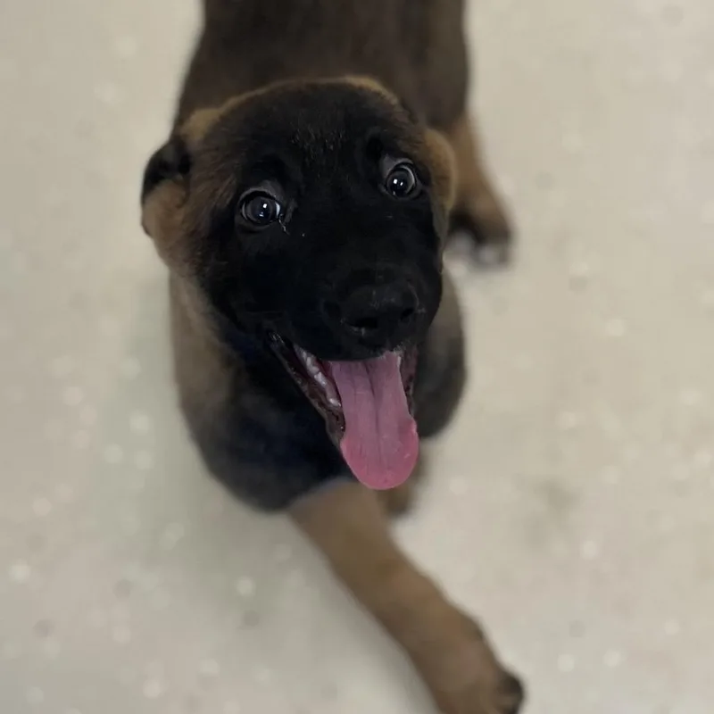 A baby medium-sized male Belgian Shepherd / Malinois dog named Sarang for adoption in Cumming, GA