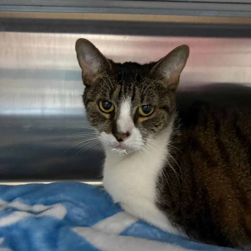 An adult large-sized male Brown / Chocolate Domestic Short Hair cat named Heathrow for adoption in Middleburg, FL