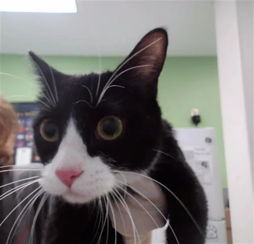 An adult medium-sized female Domestic Short Hair cat named Daphne for adoption in Omaha, NE