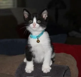 A baby small-sized male Domestic Short Hair cat named Phil for adoption in Tustin, CA