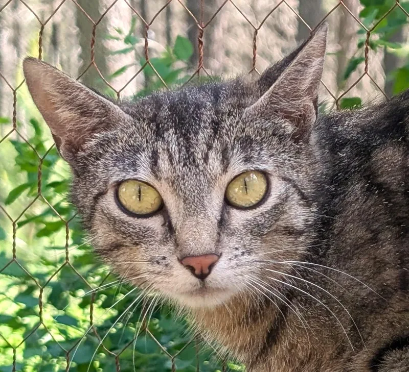 An adult medium-sized female Brown / Chocolate Tabby cat named Mika  Sweet  for adoption in Newport, WA