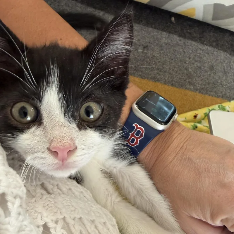 A baby small-sized male Black Domestic Short Hair cat named Butler for adoption in San Antonio, TX
