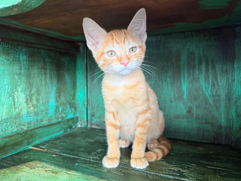 A young medium-sized male Orange / Red Domestic Short Hair cat named Catrick Swayze for adoption in San Antonio, TX