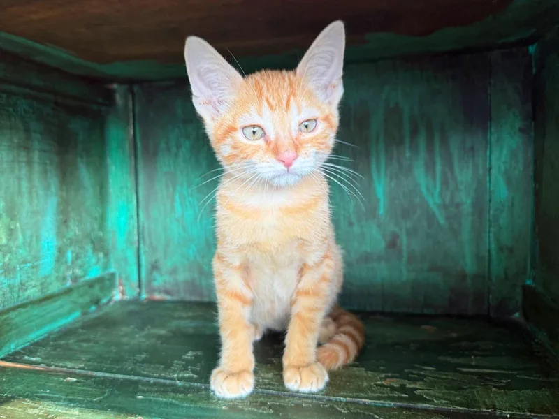 Catrick Swayze thumbnail 3