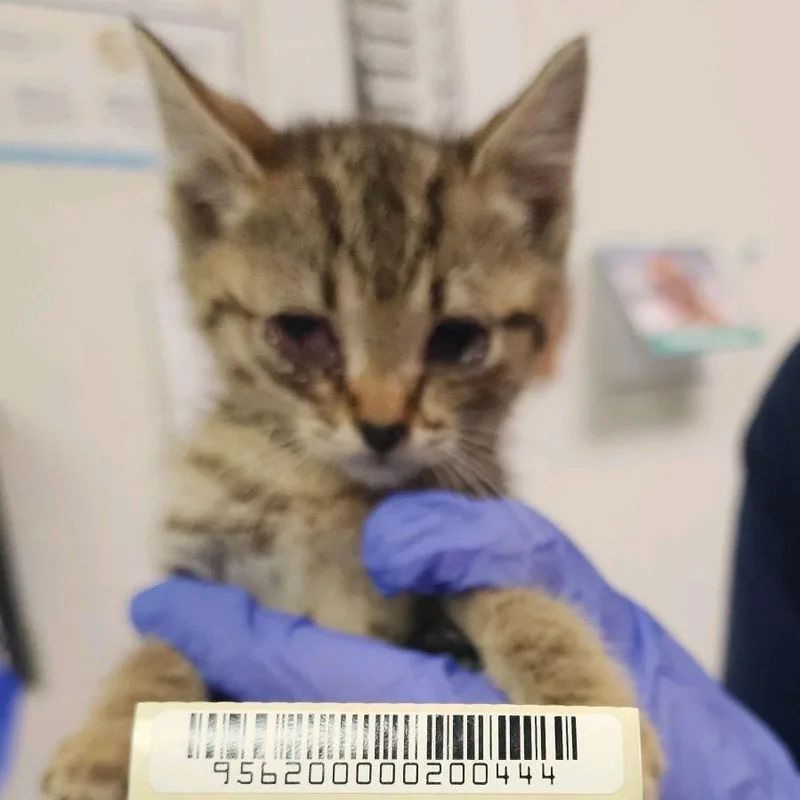 A baby small-sized male Brown / Chocolate Domestic Medium Hair cat named Vincent Price for adoption in Charleston, WV