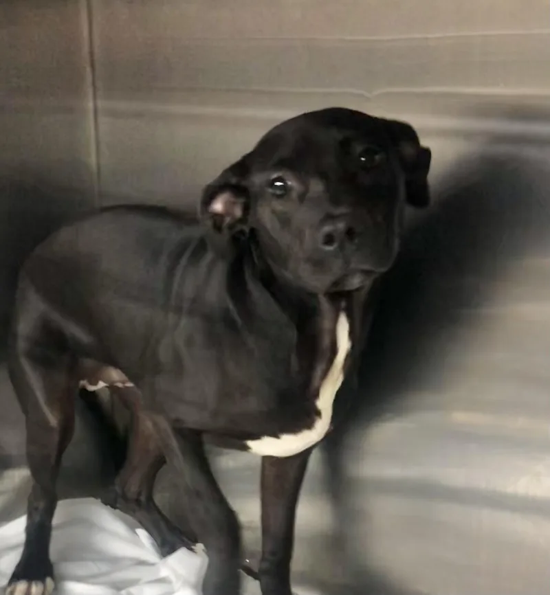 A baby medium-sized female Black Mixed Breed dog named Luna for adoption in Parma, OH