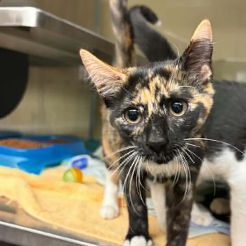 A baby small-sized female Calico Domestic Short Hair cat named Paprika for adoption in Concord, NC