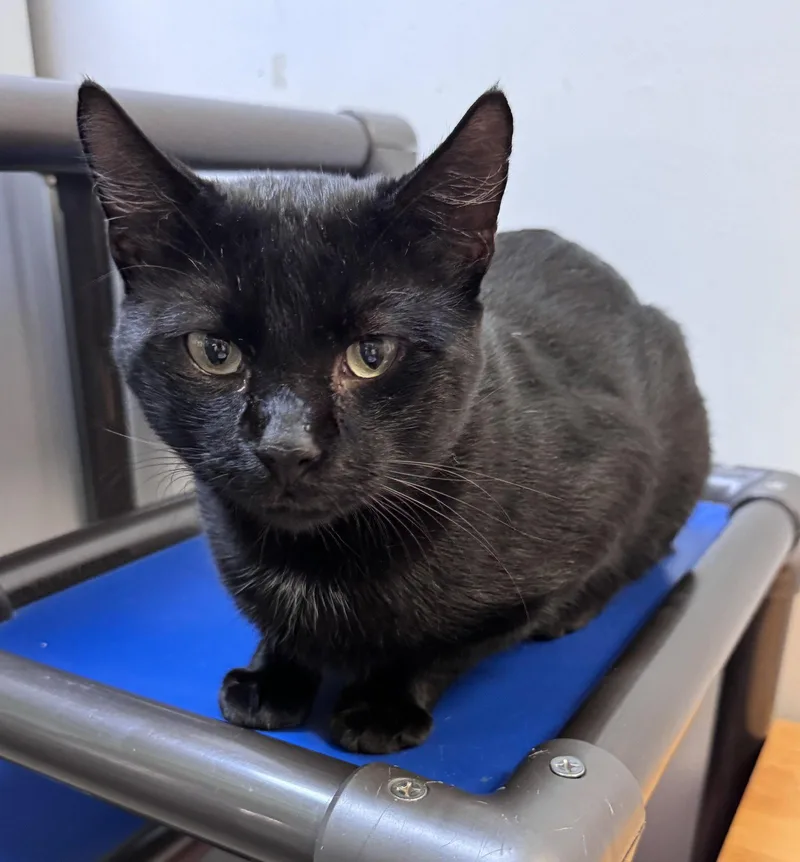 An adult medium-sized male Black Domestic Short Hair cat named Bob for adoption in Herndon, VA