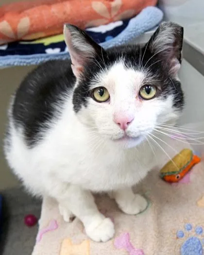 A senior medium-sized male Domestic Short Hair cat named Oreo McFlurry for adoption in Fishers, IN