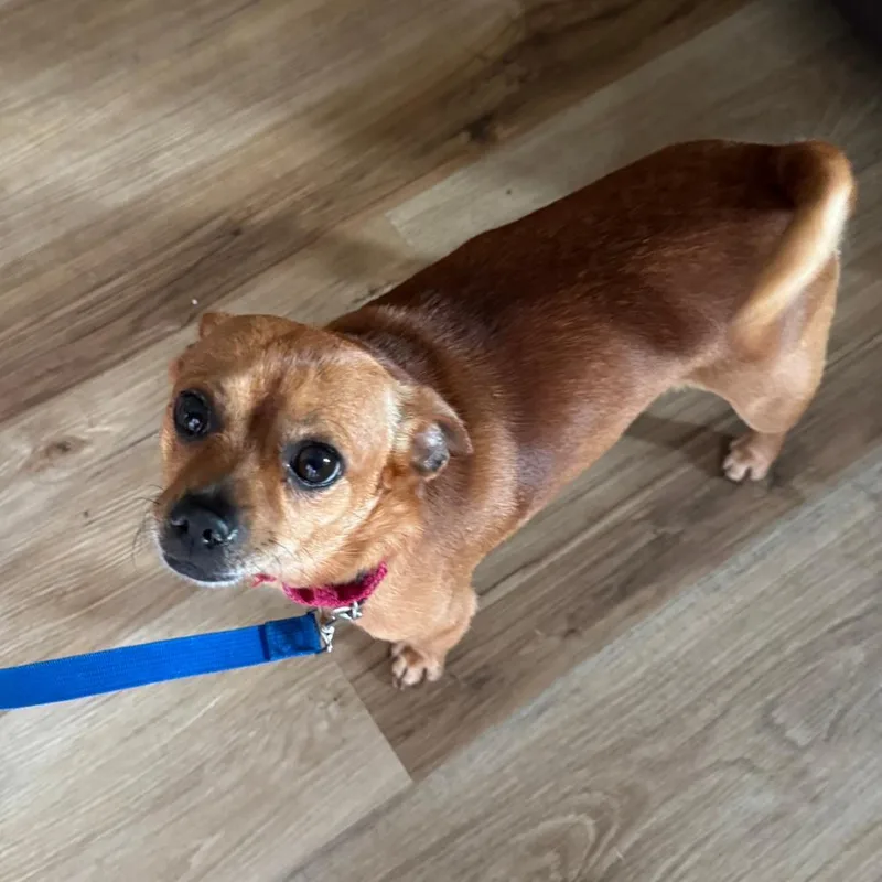 An adult small-sized male Brown / Chocolate Chihuahua dog named Pickles for adoption in Columbia Station, OH