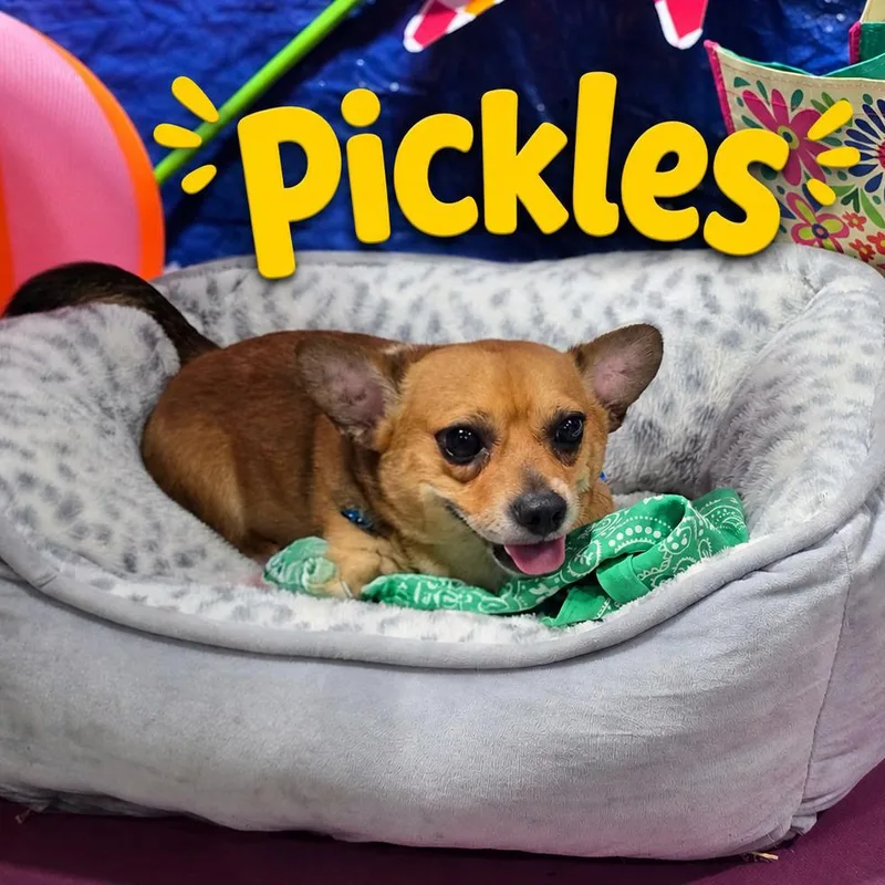 Pickles thumbnail 3