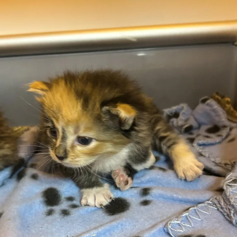 A baby small-sized female Calico Domestic Medium Hair cat named Nova for adoption in Pauls Valley, OK