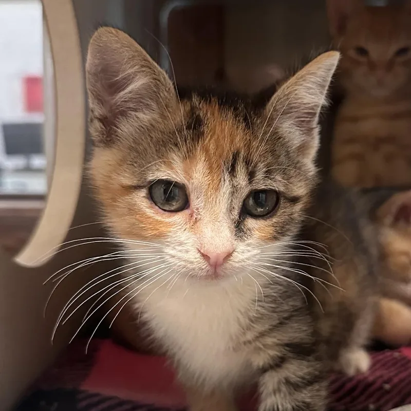 A baby small-sized female Torbie Domestic Short Hair cat named Sonnet for adoption in Reno, NV